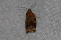 Archips xylosteana