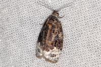 Apotomis capreana