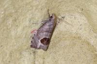 Notocelia uddmanniana