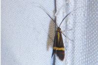 Nemophora degeerella
