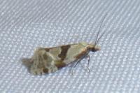 Aethes cnicana