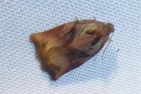 Archips podana