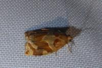 Archips xylosteana