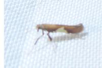Caloptilia alchimiella/robustella