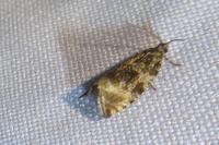 Celypha lacunana