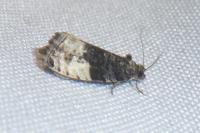Hedya pruniana