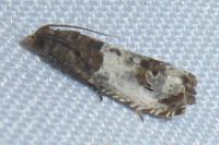 Notocelia rosaecolana