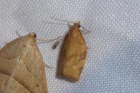 Pandemis cerasana