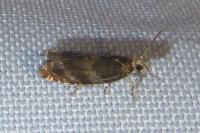 Epinotia abbreviana