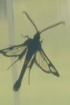 Synanthedon myopaeformis