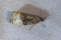 Hedya nubiferana