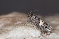 Epiblema cirsiana