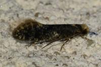 Monopis laevigella