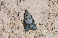 Cnephasia