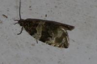 Orthotaenia undulana