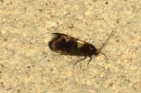 Incurvaria oehlmanniella