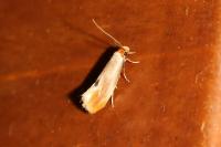 Tinea semifulvella