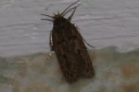 Hofmannophila pseudospretella
