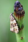 Olethreutes micana