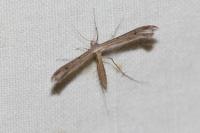 Stenoptilia