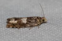 Epinotia demarniana