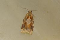 Archips xylosteana