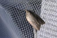 Acleris