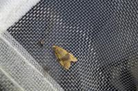 Epagoge grotiana