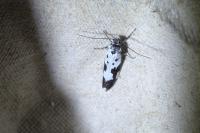 Ethmia quadrillella