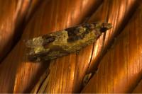 Crocidosema plebejana