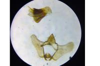 Aethes cnicana
