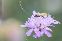 Nemophora metallica