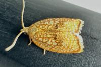 Acleris forsskaleana