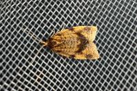 Epagoge grotiana