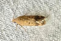 Pexicopia malvella