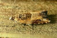 Rhopobota naevana