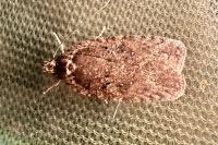 Agonopterix scopariella