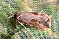 Endothenia quadrimaculana
