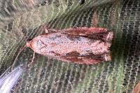 Endothenia quadrimaculana