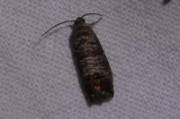 Cydia pomonella