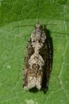 Zeiraphera isertana