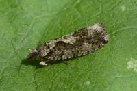 Zeiraphera isertana