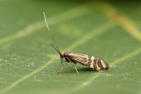 Nemophora ochsenheimerella