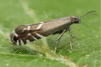 Glyphipterix simpliciella