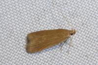 Helcystogramma rufescens