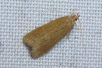 Helcystogramma rufescens