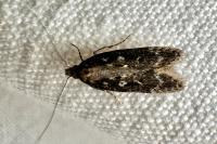 Gelechia sororculella