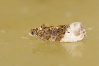 Hedya nubiferana