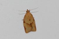 Clepsis consimilana