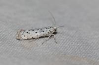 Yponomeuta